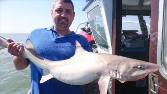 15 lb 4 oz Starry Smooth-hound by Russell from tonbridge