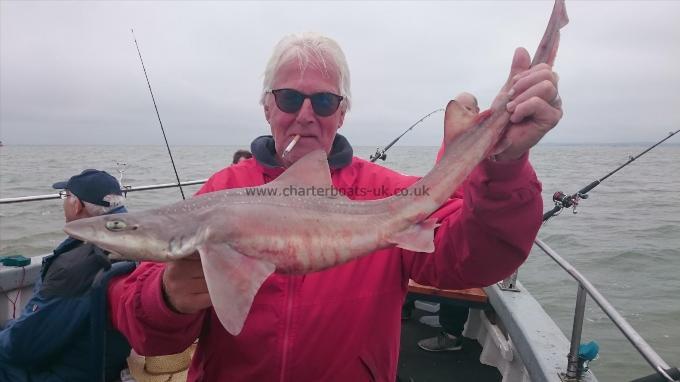 5 lb 6 oz Starry Smooth-hound by Alan from margate