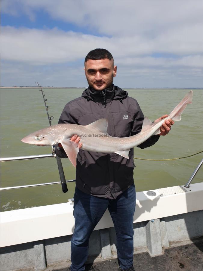 8 lb 12 oz Starry Smooth-hound by Bob Marshall