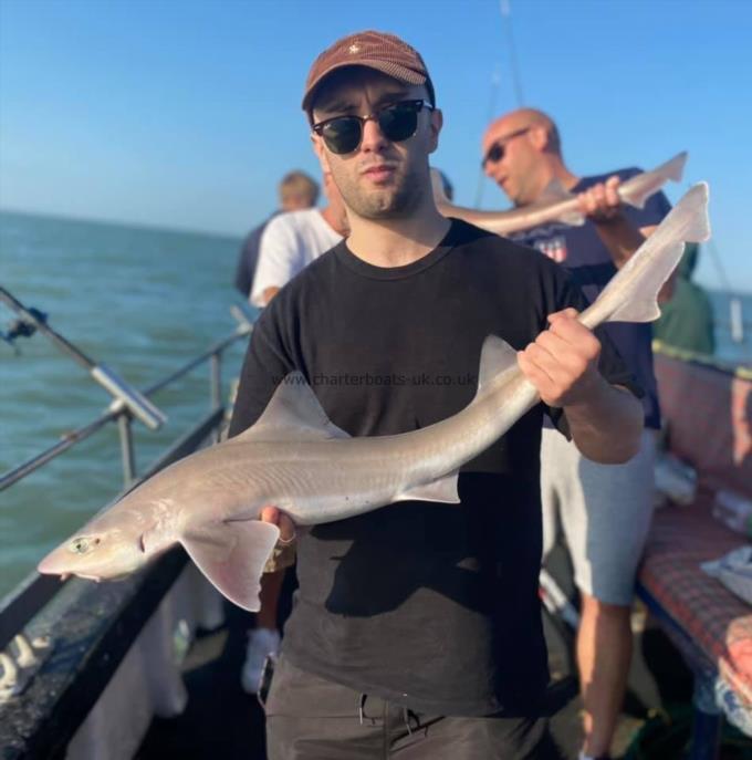 7 lb Smooth-hound by Unknown
