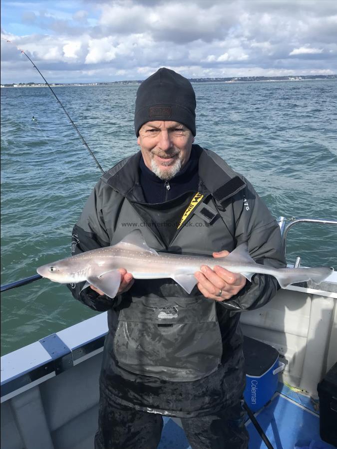 3 lb Starry Smooth-hound by Andy