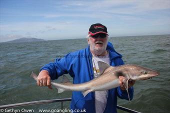 12 lb Starry Smooth-hound by David