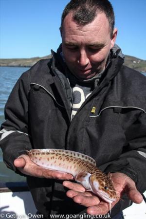 1 lb 8 oz Three Bearded Rockling by Robbie