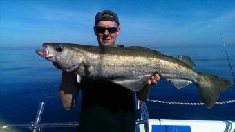 14 lb 2 oz Pollock by Unknown