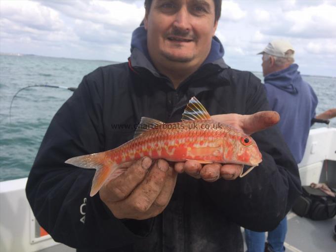 1 lb 12 oz Red Mullet by Charlie