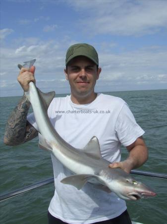 11 lb Starry Smooth-hound by steve