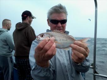 12 oz Red Sea Bream by unknown