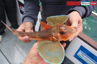 2 lb Tub Gurnard by Ron