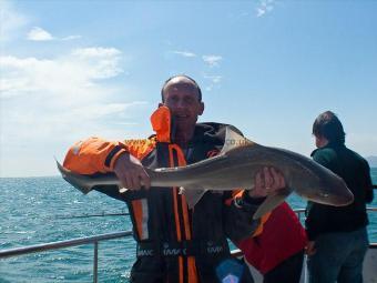 15 lb 3 oz Starry Smooth-hound by Don Abbot