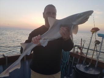 11 lb Smooth-hound by Unknown