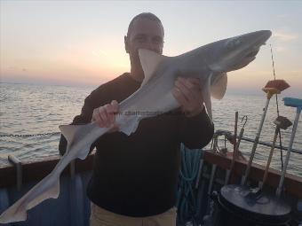 11 lb Smooth-hound (Common) by Unknown