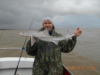 7 lb Starry Smooth-hound by Arter