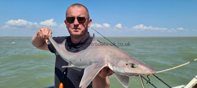 8 lb Smooth-hound (Common) by Steve
