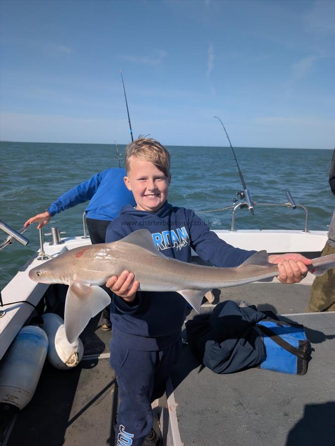 8 lb Starry Smooth-hound by Harry
