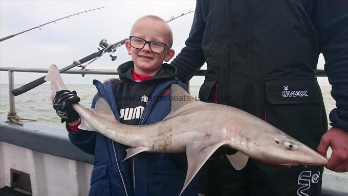 8 lb 3 oz Starry Smooth-hound by Frankie from Kent