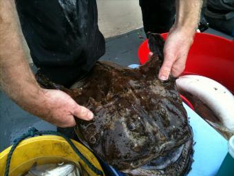 10 lb Monkfish by Cliffy Durham Police Party