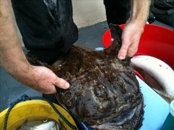 10 lb Monkfish by Cliffy Durham Police Party