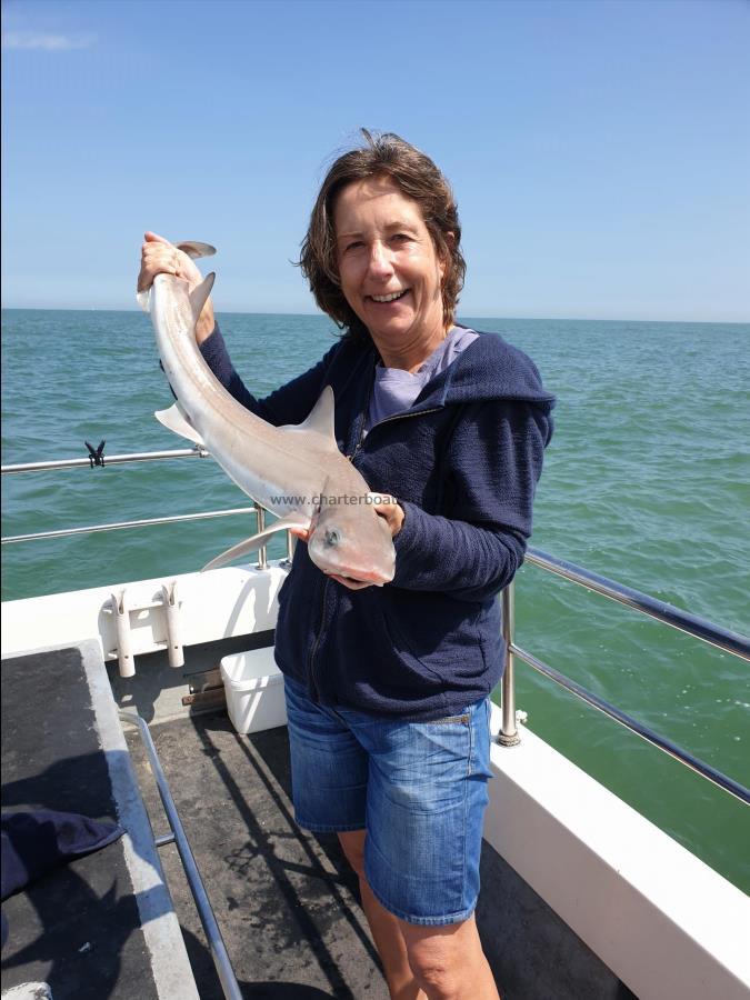 7 lb 8 oz Smooth-hound by Bob Marshall