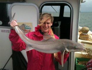 14 lb Smooth-hound (Common) by Anthony Parry