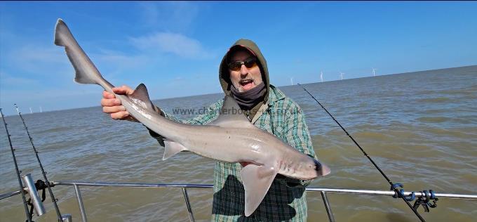 7 lb 12 oz Starry Smooth-hound by Darryl