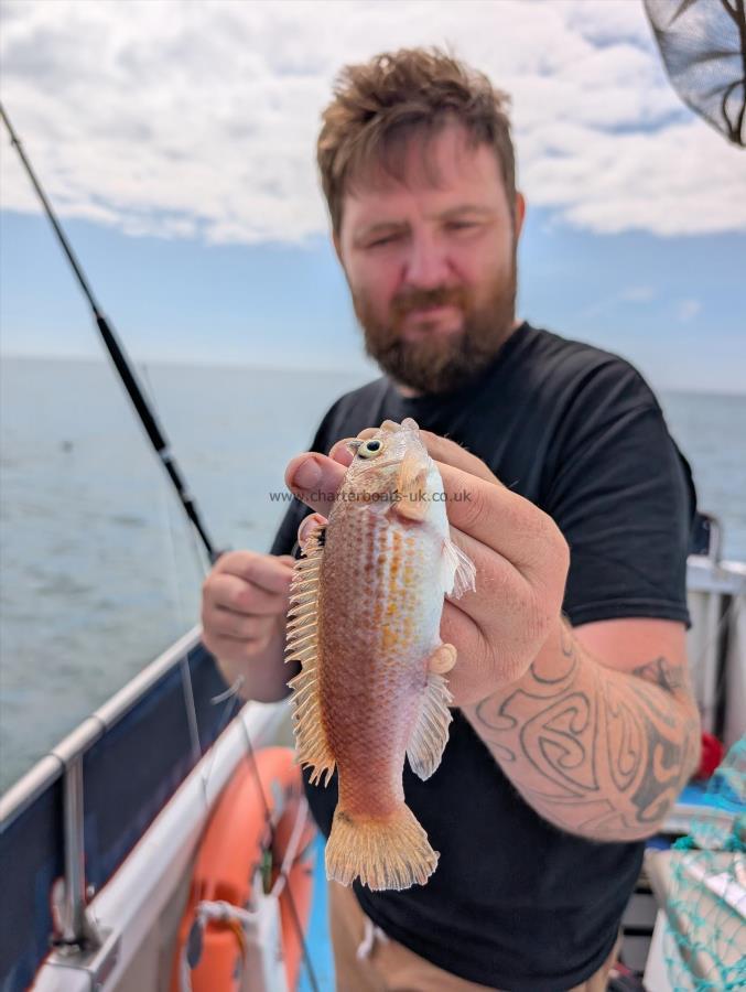 1 lb Goldsinny Wrasse by Unknown