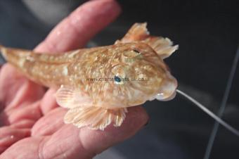 3 oz Dragonet by Tim