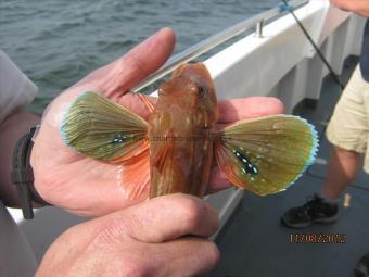 8 oz Tub Gurnard by Unknown