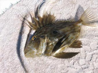 1 lb 2 oz John Dory by Skipper