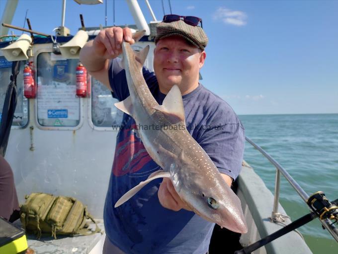 5 lb Starry Smooth-hound by Dan