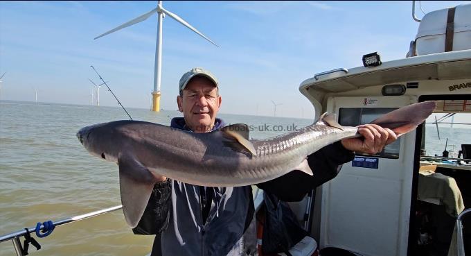 12 lb 1 oz Spurdog by Glen