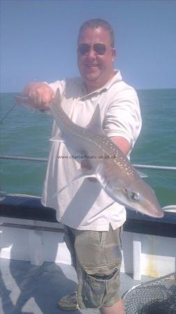 8 lb 4 oz Starry Smooth-hound by jim from ramsgate,