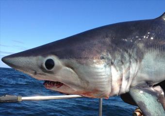 65 lb Porbeagle by G.