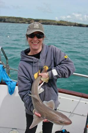 8 lb Starry Smooth-hound by Annie