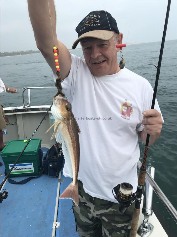 10 oz Grey Gurnard by Pete