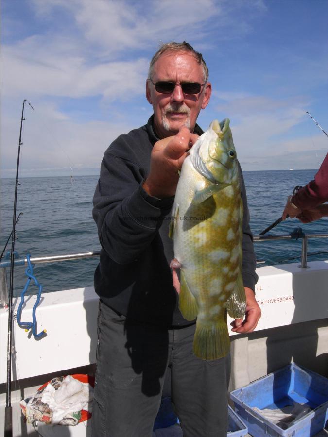 3 lb Ballan Wrasse by Unknown