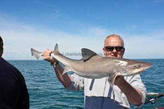12 lb 8 oz Starry Smooth-hound by Curly