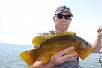 2 lb Ballan Wrasse by Peter