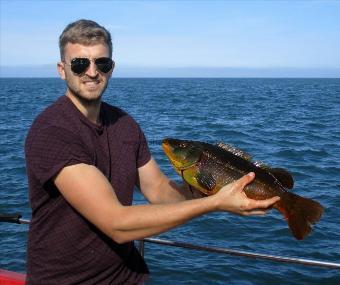 5 lb 6 oz Ballan Wrasse by byron