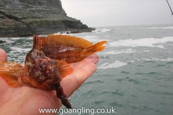 3 oz Tompot Blenny by Gethyn