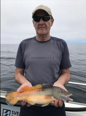 1 lb 12 oz Cuckoo Wrasse by Kevin McKie