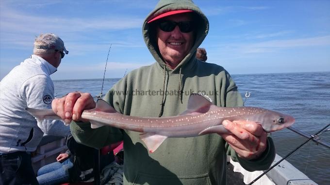 3 lb 7 oz Starry Smooth-hound by Steve from Southend