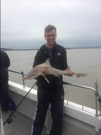 11 lb Smooth-hound (Common) by Joe