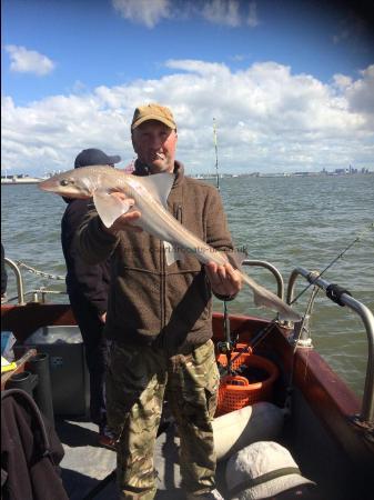 6 lb 5 oz Smooth-hound (Common) by Dave