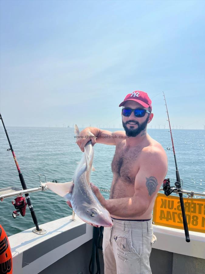 8 lb Smooth-hound by Unknown
