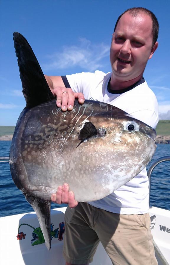25 lb Sunfish by Steve Squidolopolis