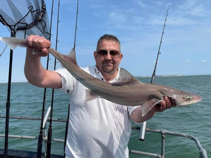7 lb Smooth-hound by Unknown