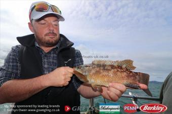 2 lb Ballan Wrasse by Glen