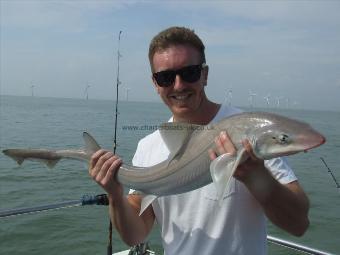 2 oz Smooth-hound by Unknown