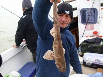2 lb 2 oz Lesser Spotted Dogfish by Ray Marsh