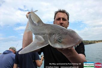4 lb Starry Smooth-hound by Mark